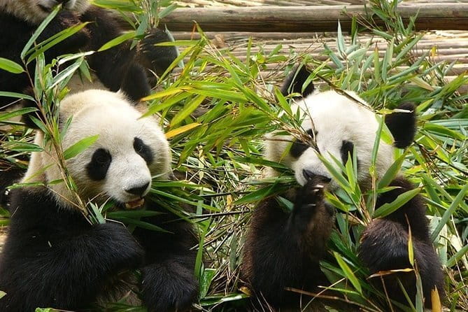 Chengdu Private Day Tour to Emei Mountain with Lunch and Cable Car Ride - Descending by cable car and Baoguo Temple