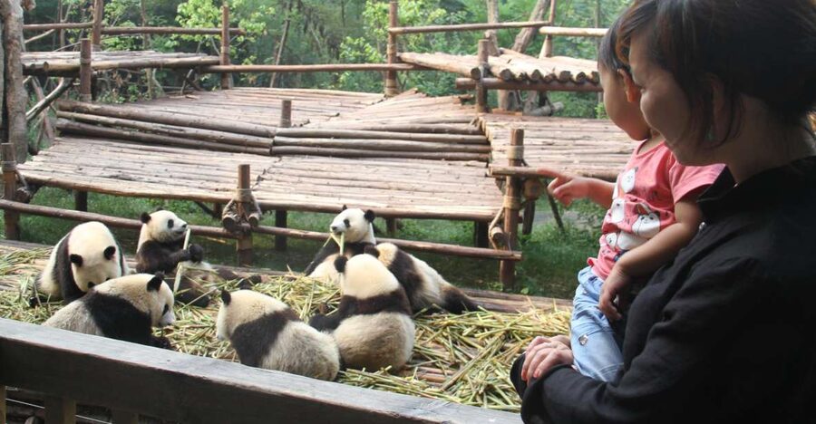 Chengdu: Private Panda Base Tour with 80 Pandas - Key points to know before booking