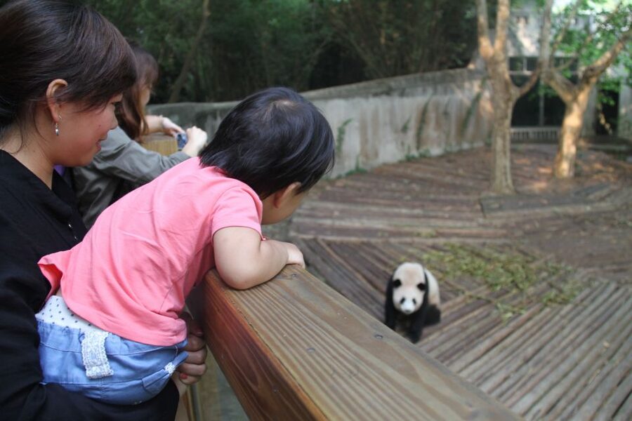 Chengdu: Private Panda Base Tour with 80 Pandas - Should you book the panda base tour?