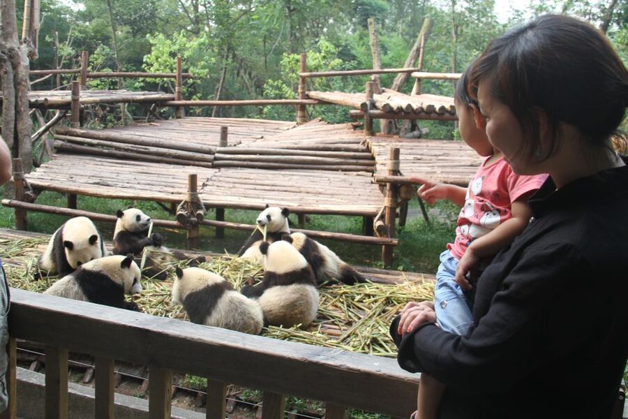 Chengdu: Private Panda Base Tour with 80 Pandas - Two hours among giant pandas and red pandas