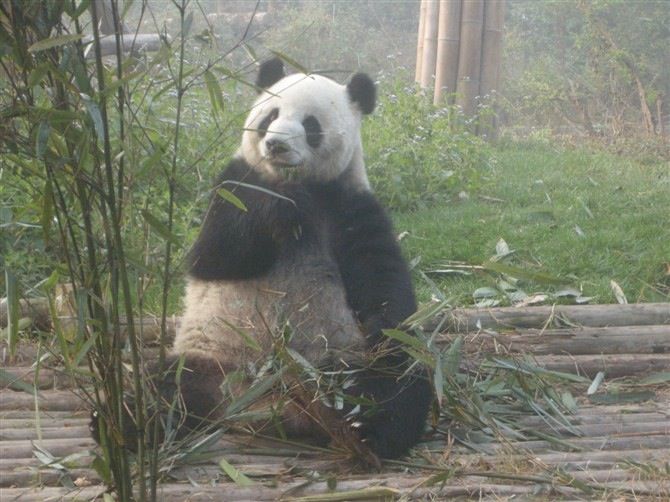 Chengdu: Private Panda Base Tour with 80 Pandas - Turning a half-day visit into a private day