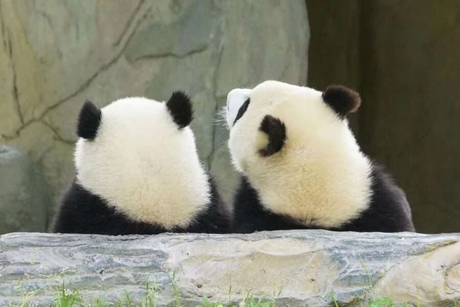 Chengdu: Private Panda Base Tour with 80 Pandas - Is $75 a good value?