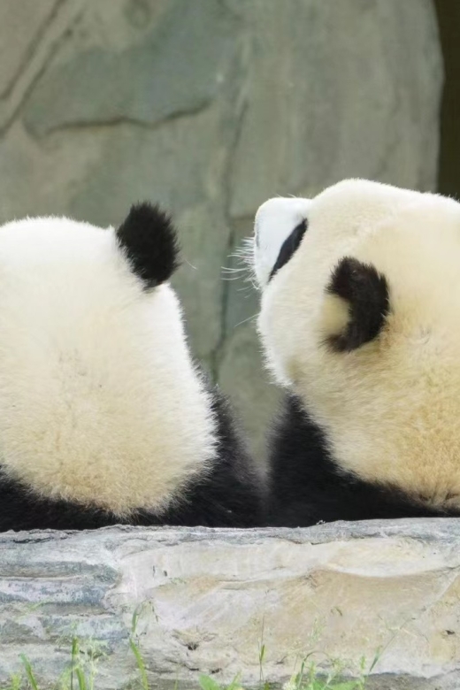 Chengdu: Private Panda Base Tour with 80 Pandas - The 7:30am pickup and 30-minute ride