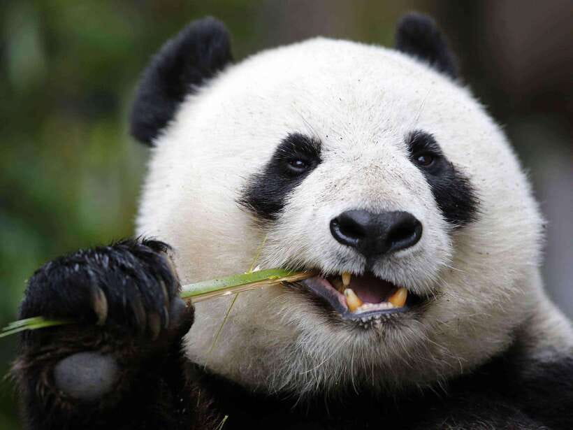 Chengdu: Private Panda Tour at Panda Breeding Base - Why Chengdu’s panda base is worth your morning