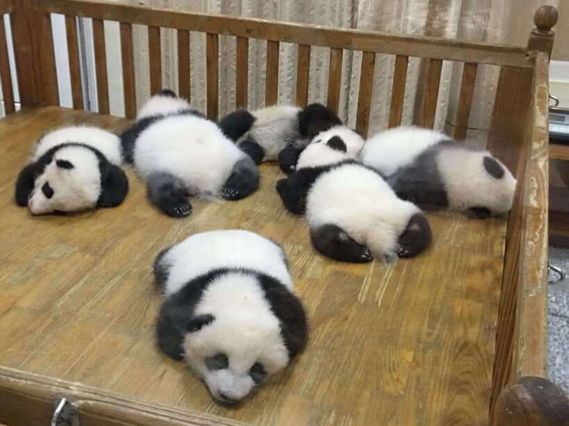 Chengdu: Private Panda Tour at Panda Breeding Base - Should you book it?