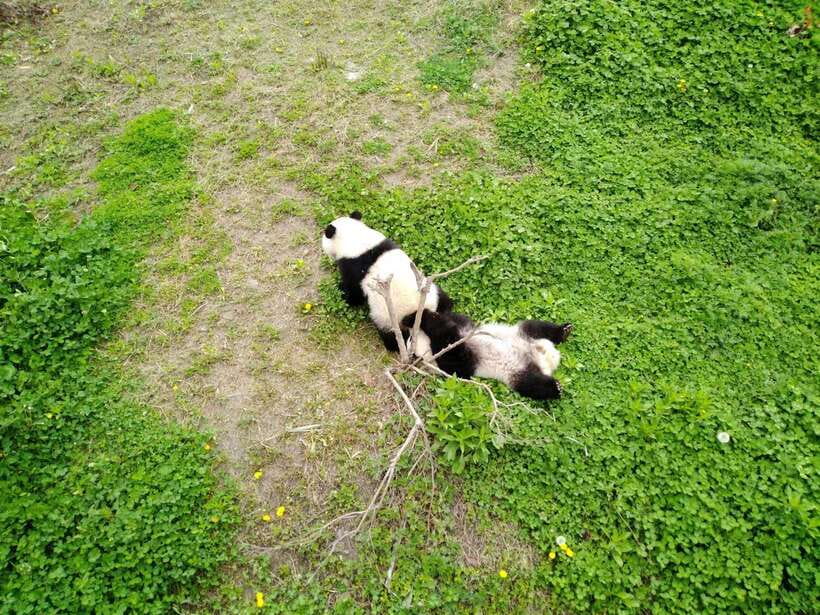 Chengdu: Private Panda Tour at Panda Breeding Base - Hotel pickup makes the early start easier