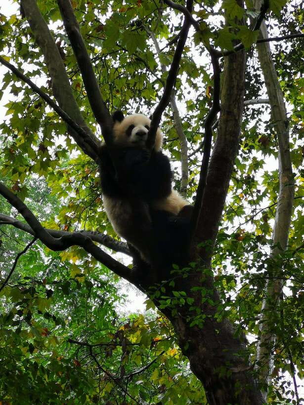 Chengdu: Private Panda Tour at Panda Breeding Base - Red pandas and the short film