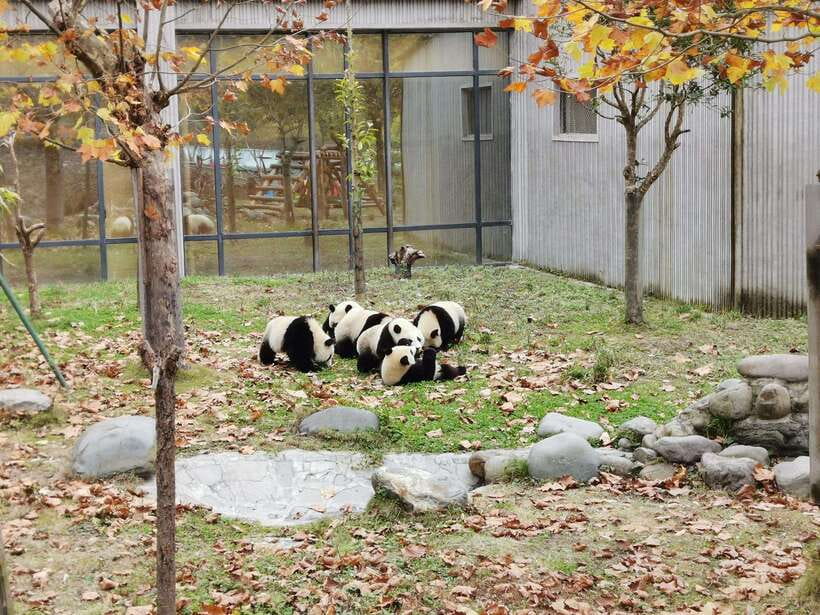Chengdu: Private Panda Tour at Panda Breeding Base - Crowds, holidays, and the best day to go