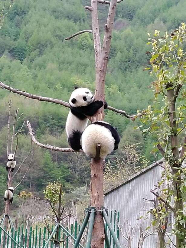 Chengdu: Private Panda Tour at Panda Breeding Base - The confusing longer itinerary