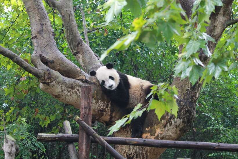 Chengdu: Private Panda Tour at Panda Breeding Base - Who should book this private panda visit