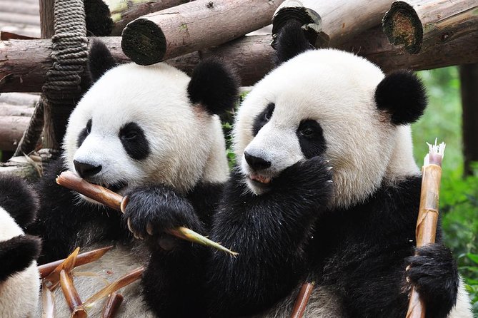 Chengdu Private Sightseeing Tour with Panda Breeding Center Visit - Why the Panda Base deserves the early start