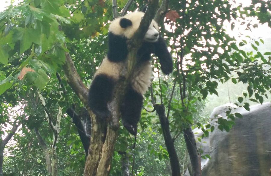 Chengdu Private Tour of Leshan Buddha and Panda Base - Two Sichuan icons packed into nine hours