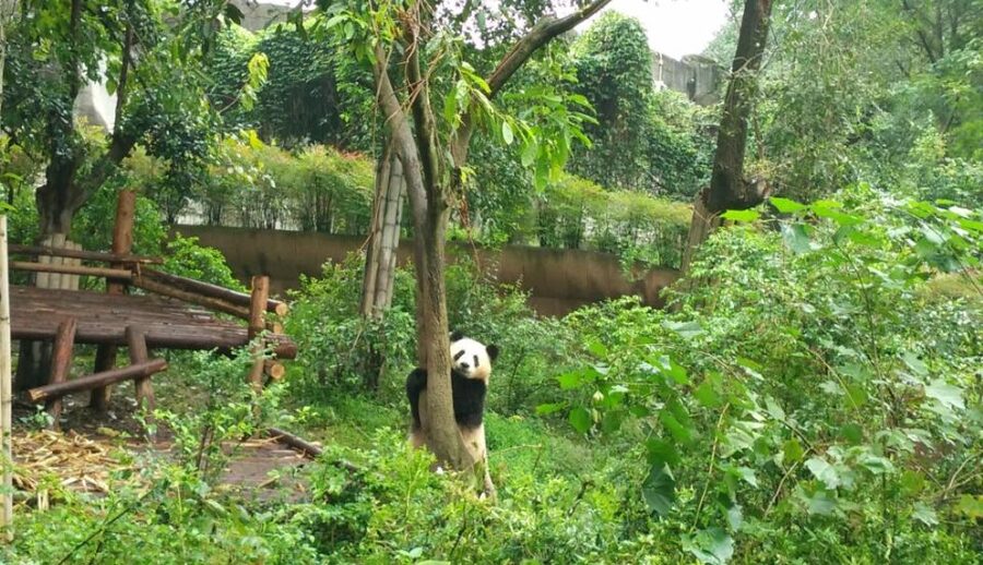Chengdu Private Tour of Leshan Buddha and Panda Base - What the guides add to the day