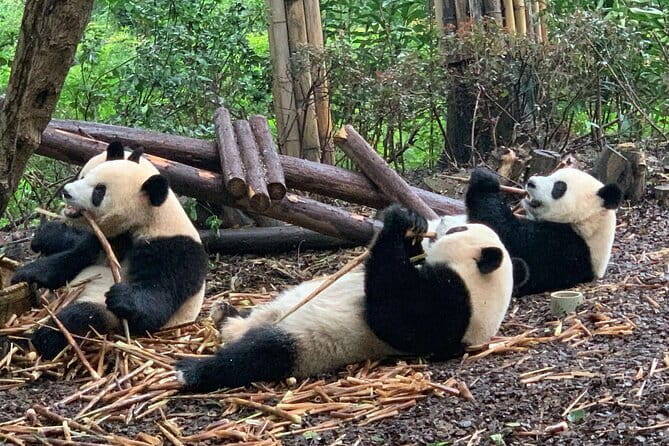 Chengdu Research Base of Giant Panda Breeding Ticket pre-booking - Key points to know before you go