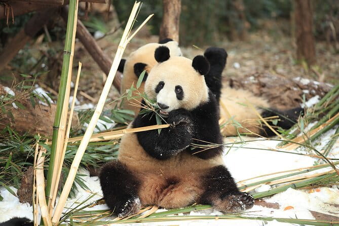 Chengdu Research Base of Giant Panda Breeding Ticket pre-booking - What you see at the Giant Panda Breeding Research Base