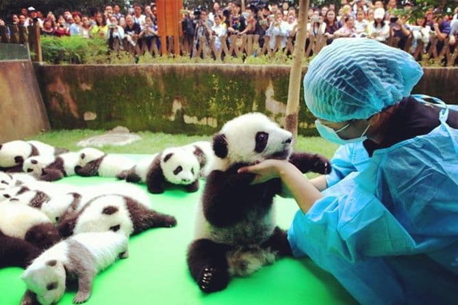 Chengdu Research Base of Giant Panda Breeding Ticket pre-booking - Entering with a passport