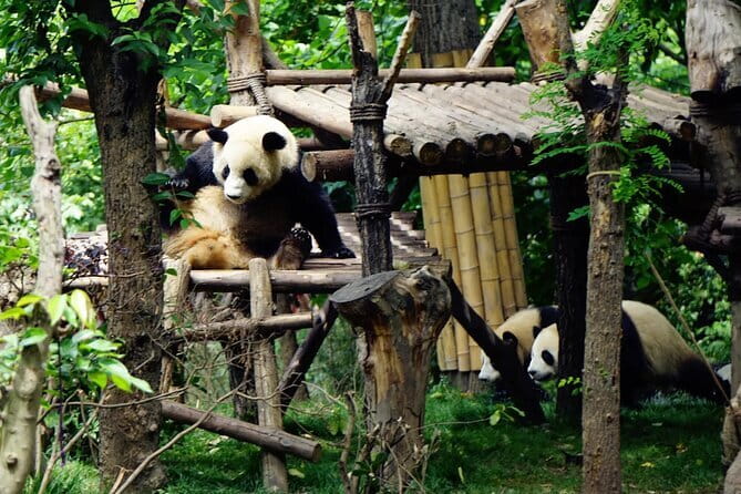 Chengdu Research Base of Giant Panda Breeding Ticket pre-booking - Why a morning visit makes sense
