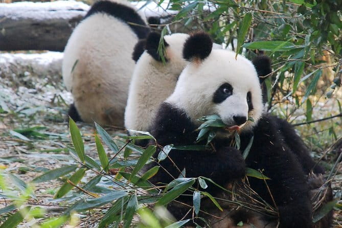 Day tour Chengdu Panda Base Leshan Giant Buddha with local Lunch - Timing, group size, and the real cost