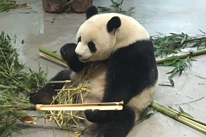 Day Tour: Chengdu Panda Breeding Base and Leshan Giant Buddha - Why combine pandas with Leshan?
