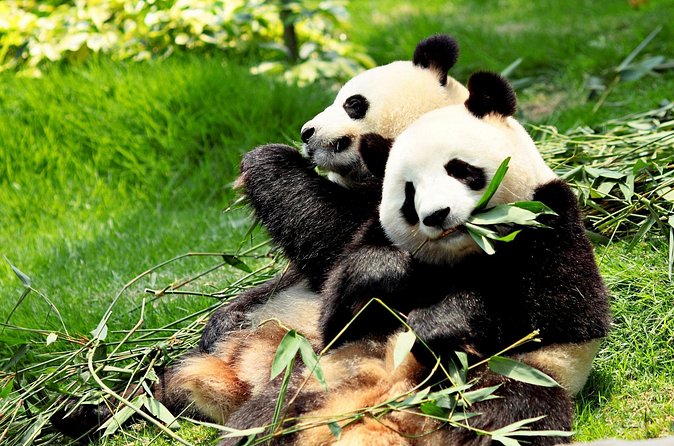 Day Tour: Chengdu Panda Breeding Base and Leshan Giant Buddha - Choosing the Buddha walk or boat