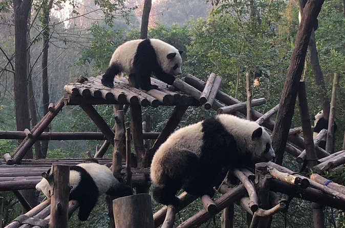 Day Tour: Chengdu Panda Breeding Base and Leshan Giant Buddha - Understanding the Giant Buddha