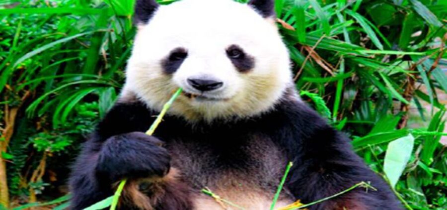 Dujiangyan panda base and irrigation system park day tour - Key points to know before you book