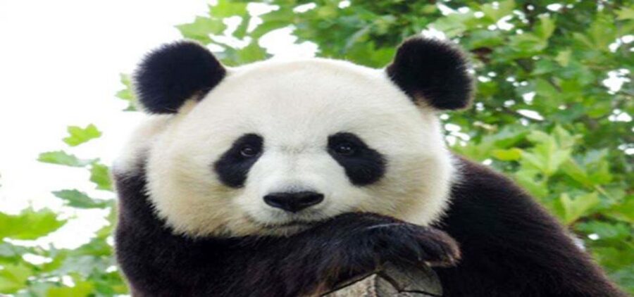 Dujiangyan panda base and irrigation system park day tour - 1:00 pm at the Dujiangyan irrigation system