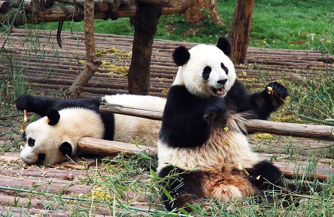 Dujiangyan Panda Base and Mount Qingcheng - Key points at a glance