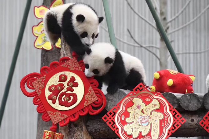 Dujiangyan Panda Base and Mount Qingcheng - Why this Chengdu day trip works