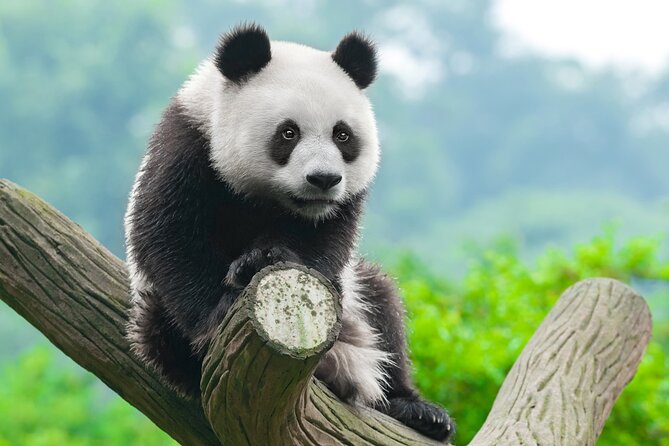 Dujiangyan/Wolong Panda Sanctuary day tour option panda keeper - Why this panda day feels different from a city park