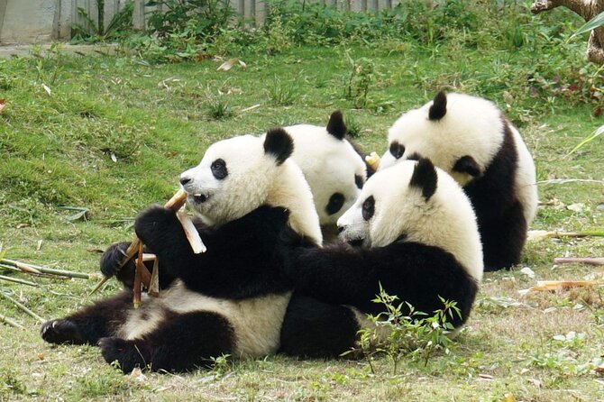Dujiangyan/Wolong Panda Sanctuary day tour option panda keeper - Choosing Dujiangyan or Wolong