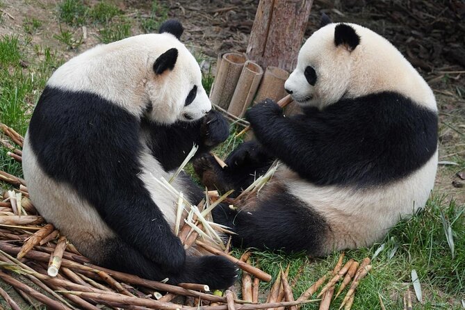 Dujiangyan/Wolong Panda Sanctuary day tour option panda keeper - What the keeper session actually adds