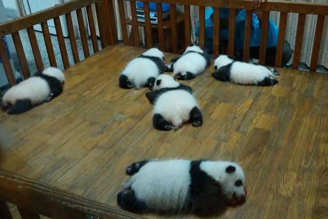 Everything Panda Private Day Tour in Chengdu - Why the morning start matters at Panda Base