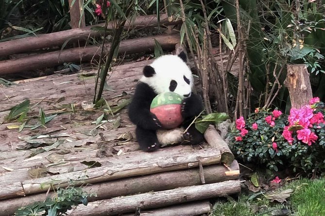 Everything Panda Private Day Tour in Chengdu - Who will get the most from this day