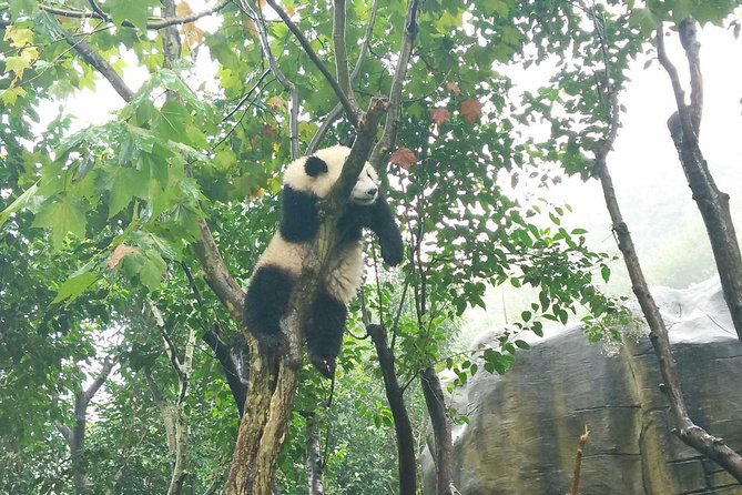 Everything Panda Private Day Tour in Chengdu - Practical details before you book