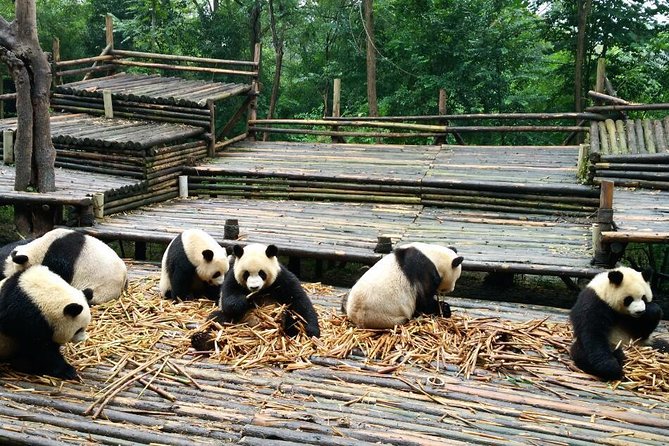 Everything Panda Private Day Tour in Chengdu - What you learn beyond the animal photos