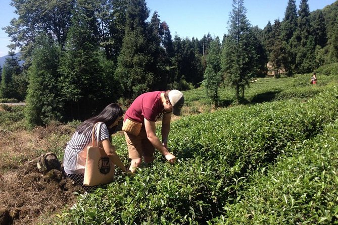 Experience Chengdu: Private Tea-Making Day Tour of Mengdingshan Tea Plantation - Is $240 per person a fair price?