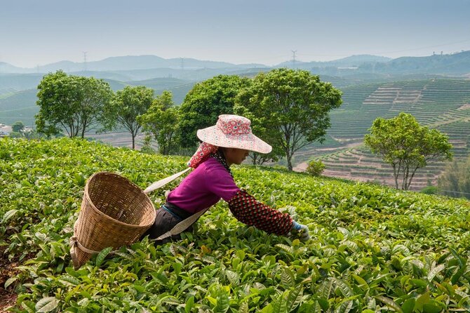 Experience Chengdu: Private Tea-Making Day Tour of Mengdingshan Tea Plantation - Why Mengdingshan matters to tea lovers
