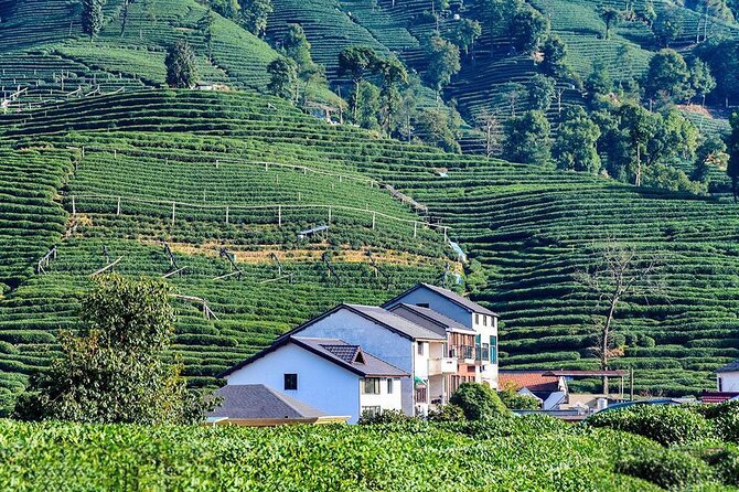 Flexible Hangzhou Private Tour from Shanghai by Bullet Train - Longjing Tea Village and Dragon Well Green Tea