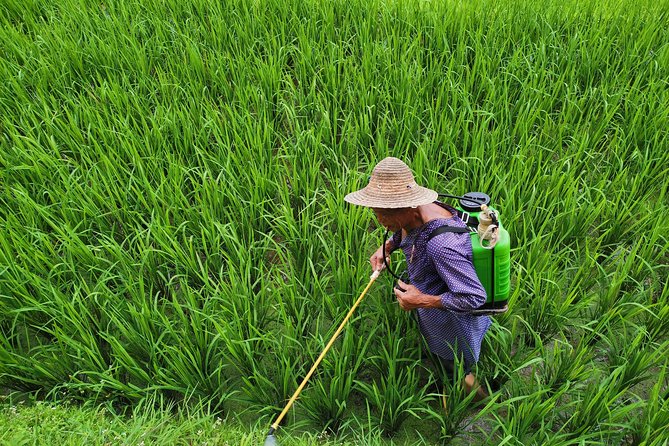 From Guilin/Yangshuo: Longji Rice Terraces and Ethnic Minority Village Day Tour - Why Longji is worth the long ride from Guilin