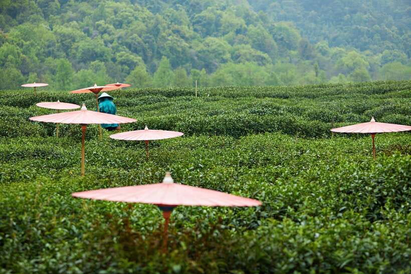From Shanghai: Hangzhou Private Day Trip by Bullet Train - Why this Shanghai to Hangzhou day trip works
