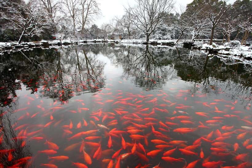 From Shanghai: Hangzhou Private Day Trip by Bullet Train - Fish Viewing at the Flower Pond