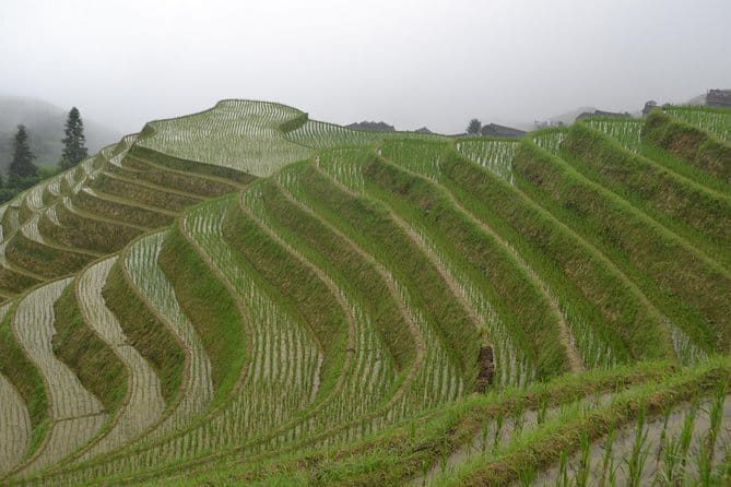 Fully-Guided Private Day Tour of Longji Terraces From Guilin - The Sun and Moon Pagodas and the Four Lakes cruise