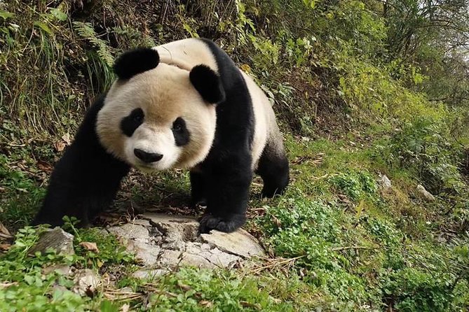 Giant Panda and Buddha 1 day tour - What the guide adds