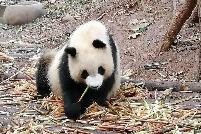 Giant Panda and Buddha 1 day tour - Booking, weather, and cancellation details