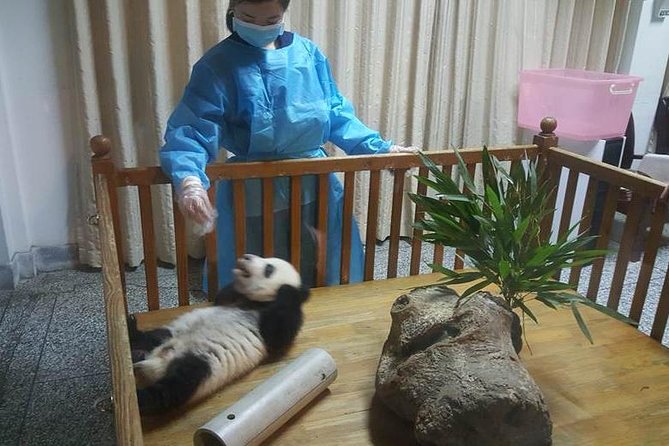 Giant Panda and Buddha 1 day tour - Starting early at the Panda Base