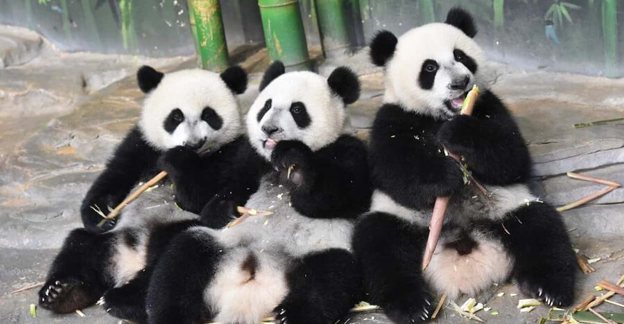 Guangzhou Chimelong: Safari Park/Paradise（Optional Day Tour） - One ticket, two very different Guangzhou days