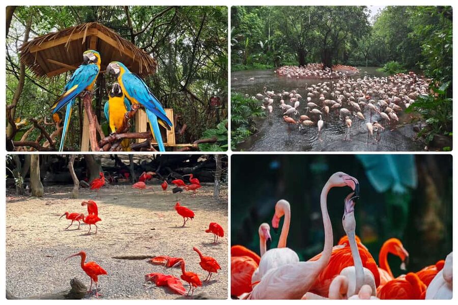Guangzhou Chimelong: Safari Park/Paradise（Optional Day Tour） - Choosing Safari Park for pandas and animal zones