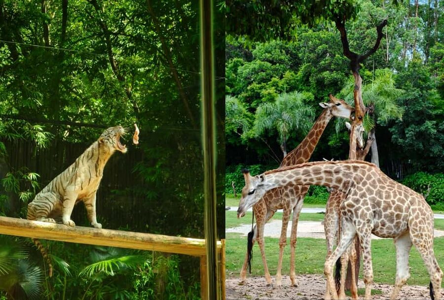 Guangzhou Chimelong: Safari Park/Paradise（Optional Day Tour） - What a full Safari Park day feels like