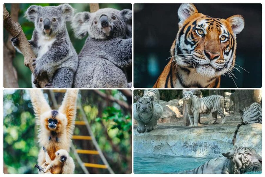 Guangzhou Chimelong: Safari Park/Paradise（Optional Day Tour） - What is included and what costs extra